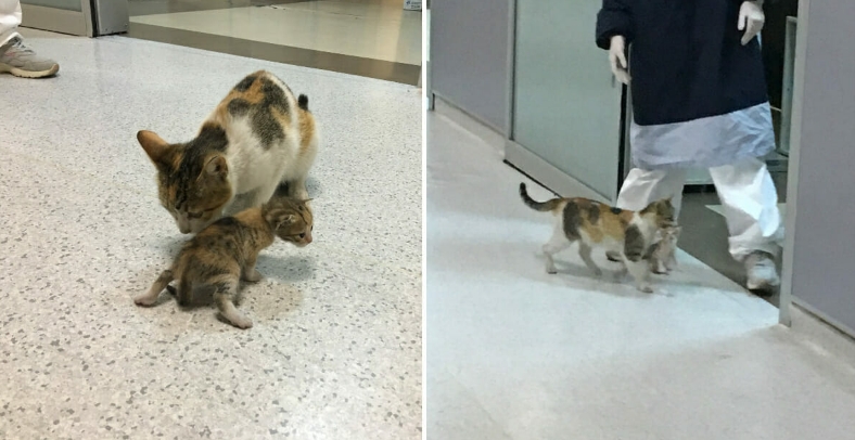 Streunende Katzen Mutter trägt ihr verletztes Baby in Notaufnahme: Ärzte helfen der Katzenfamilie